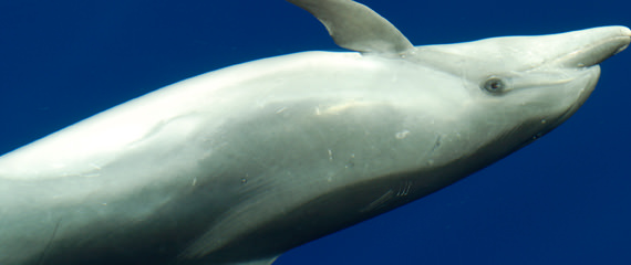 Baleias e Golfinhos na Madeira